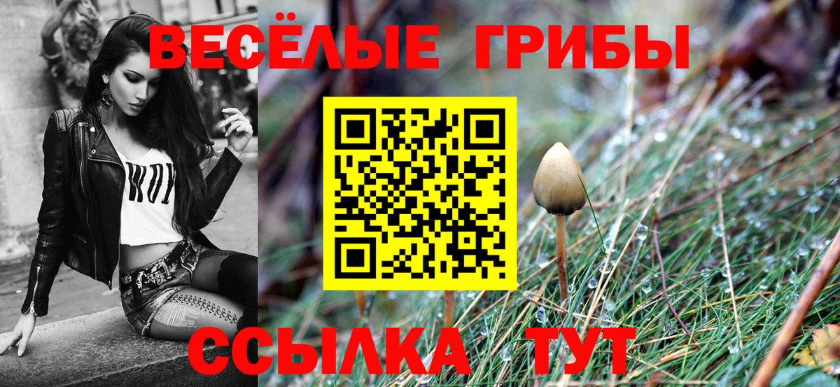 Галлюциногенные грибы Psilocybe Кисловодск