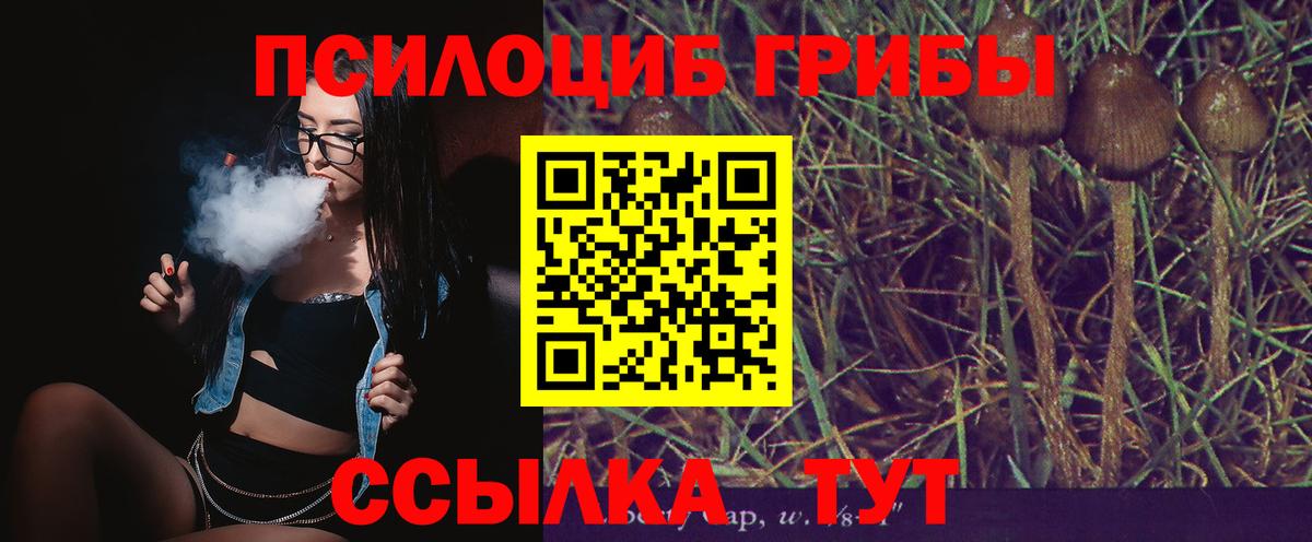 Псилоцибиновые грибы Cubensis  Кисловодск 