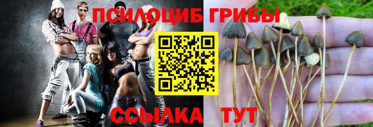Галлюциногенные грибы Psilocybe Кисловодск